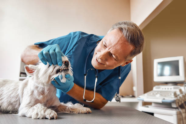 Best Pediatric Emergency Dentist in Gooding, ID